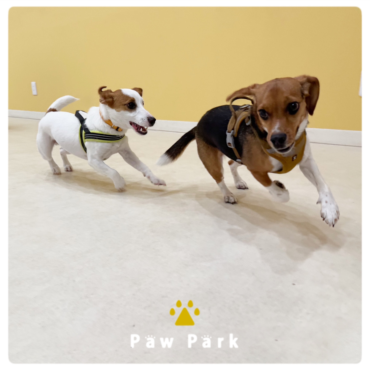 Images PawPark 犬のようちえん 高槻店