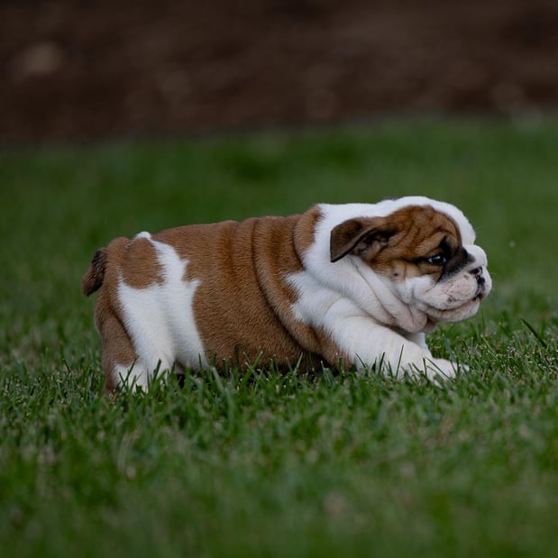 Images Gold Paw Canine
