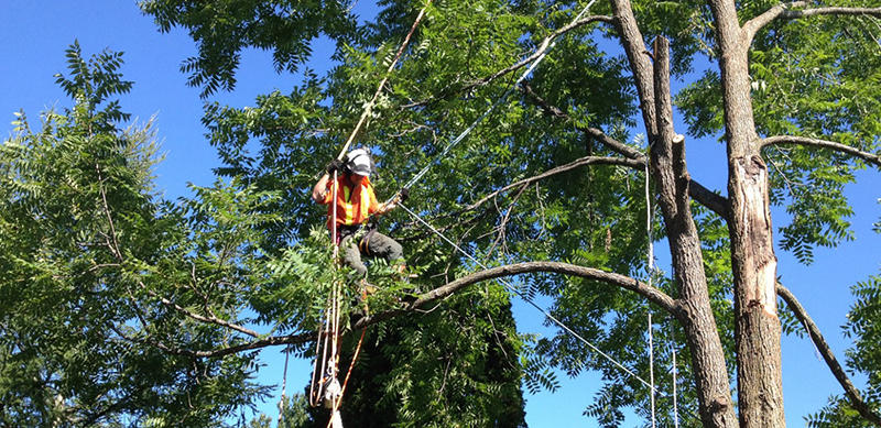 Pulla Tree Service LLC Photo