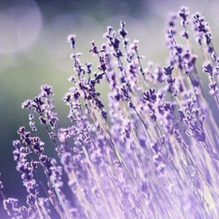 Images Test CO.
