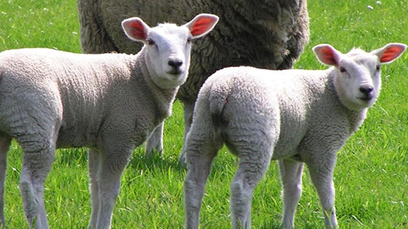 Images Cebeco Fourage A/S