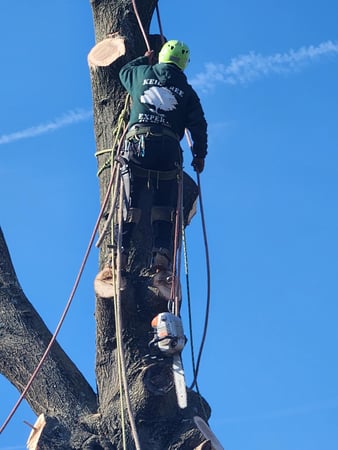 Images Keil Tree Experts Inc