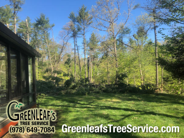 Greenleaf's Tree Service Photo