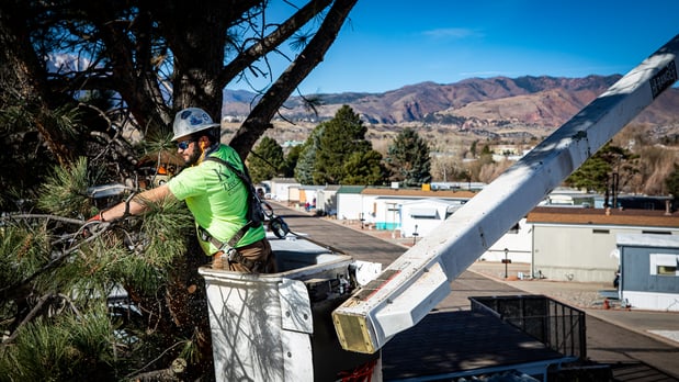 Images King Tree Service