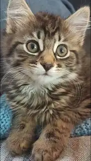 Images Mack's Pet Care