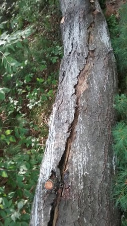 Images Foppema Tree Care