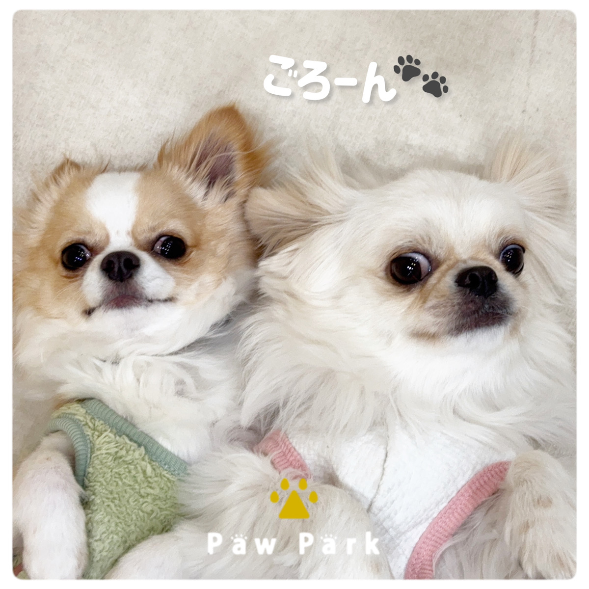 Images PawPark 犬のようちえん 高槻店