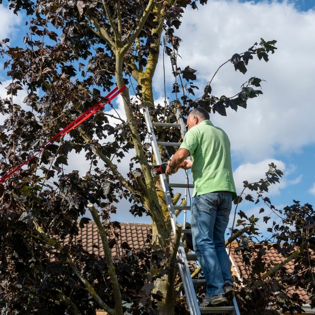 Images Spears Tree Experts Inc.