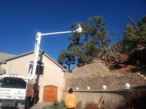 Images Mr. Stump Tree Service