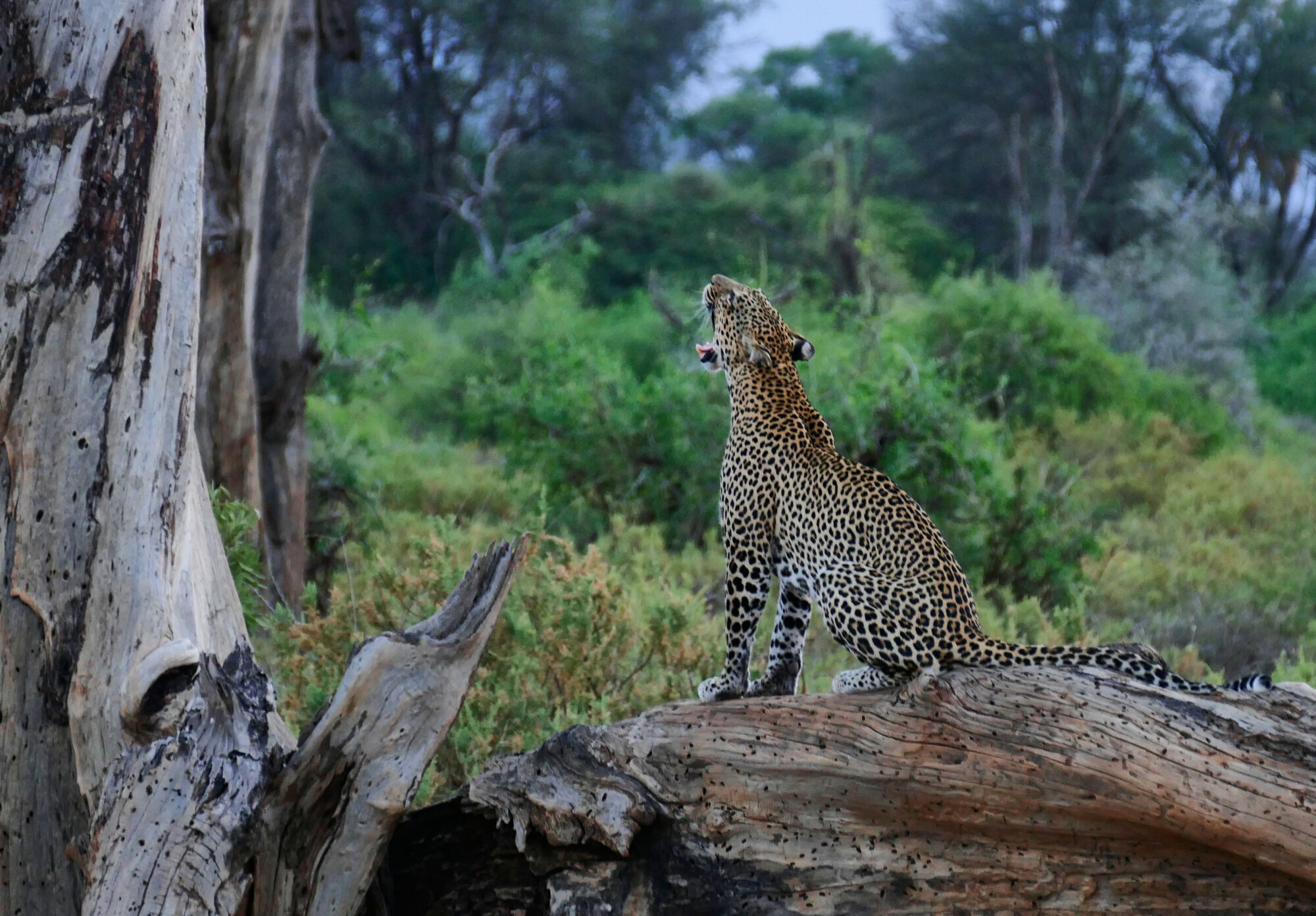 Go n joy Africa, Hönower Straße 35 in Berlin