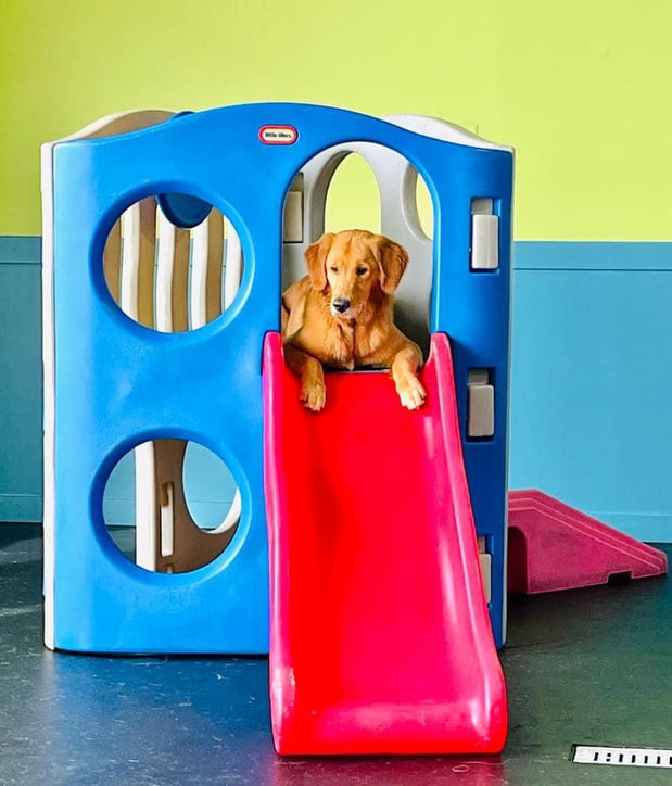 Images Bark & Roll