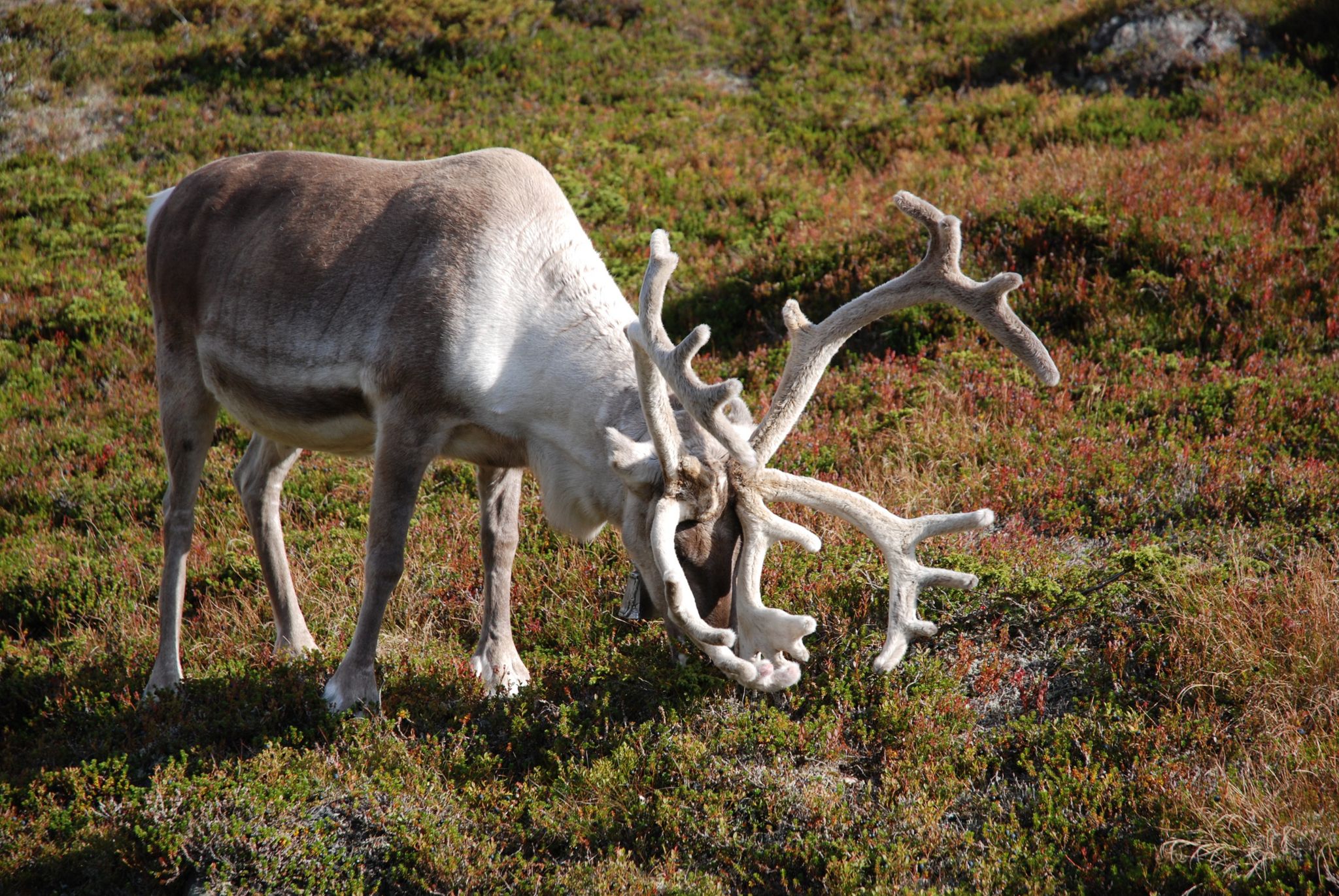 Images Ukonjärven Lomakylä