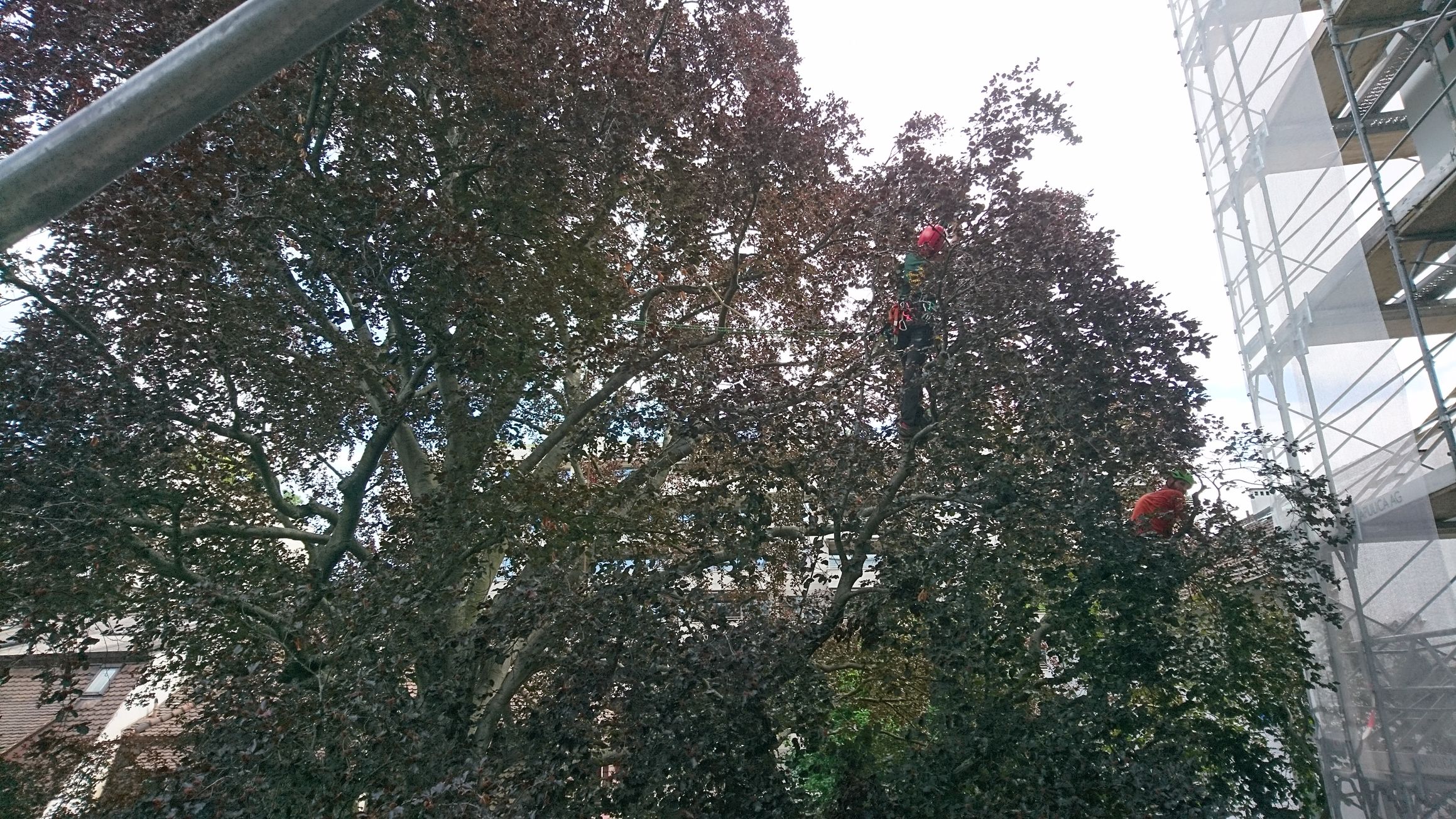 Bilder Baummaa Baumpflege GmbH