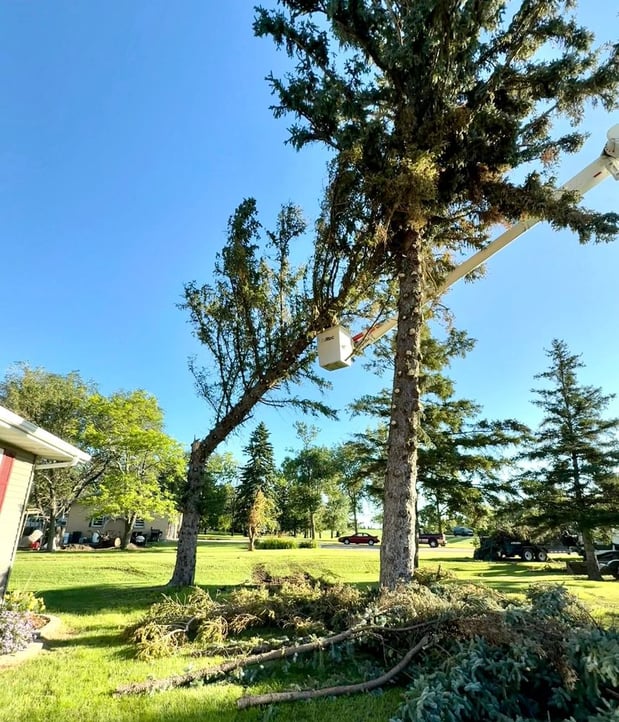 Images Anderson Tree Service