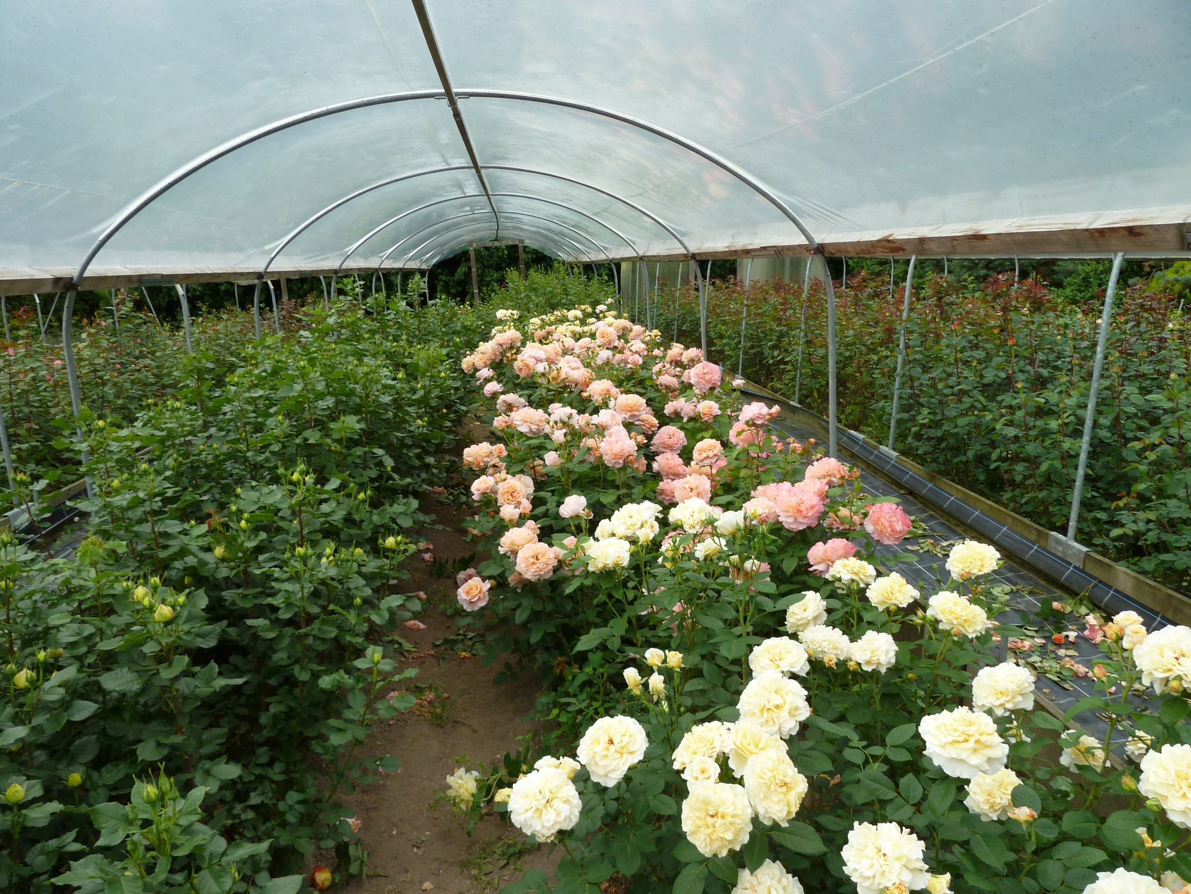 Blumen Ley, Spitalstrasse 53 in Luzern