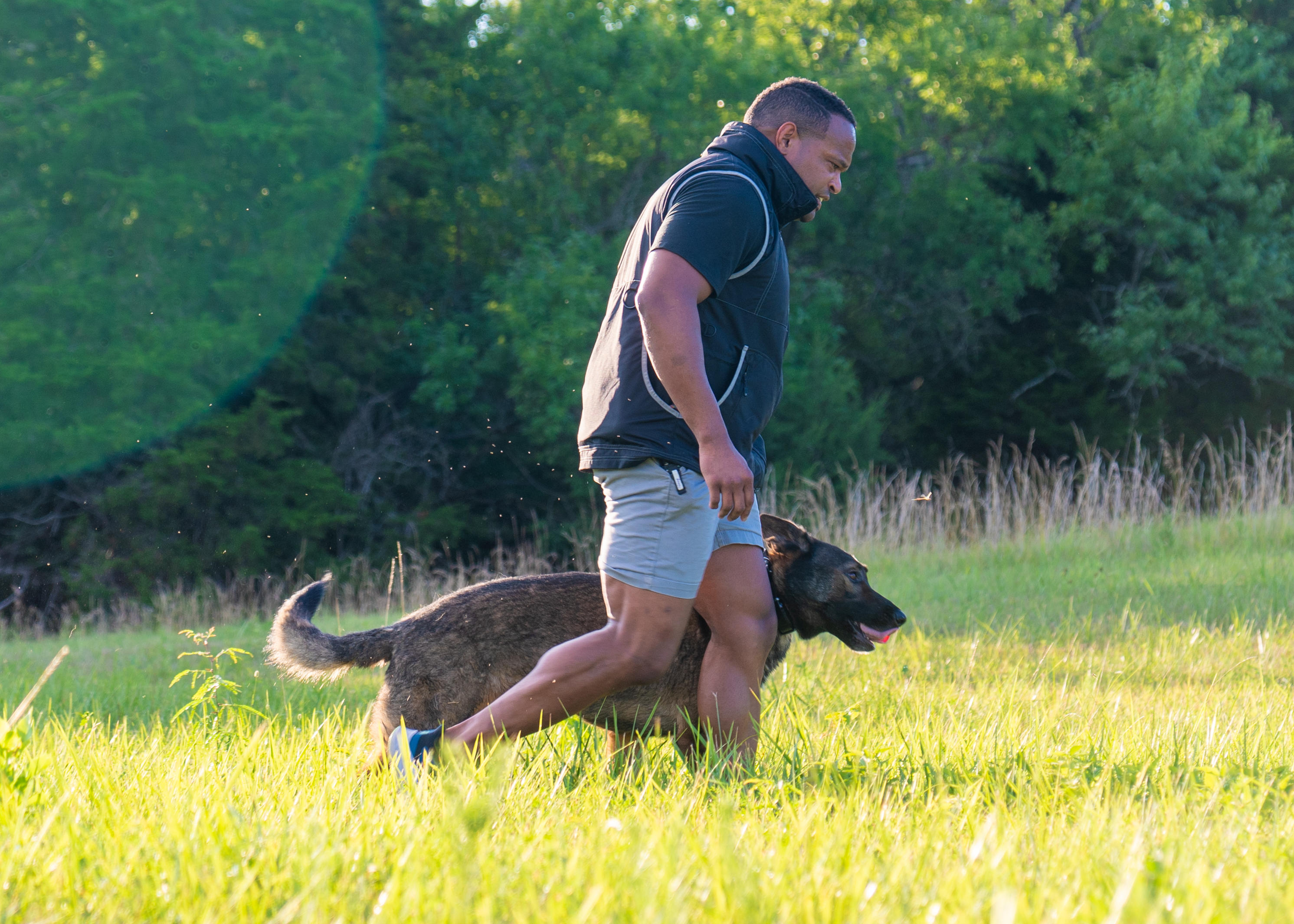 dog and trainer in a field working on healing