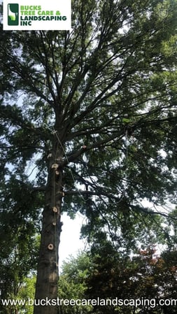 Images Bucks Tree Care & Landscaping