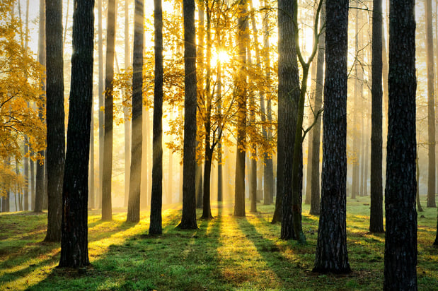 Images Top Notch Tree Services Inc