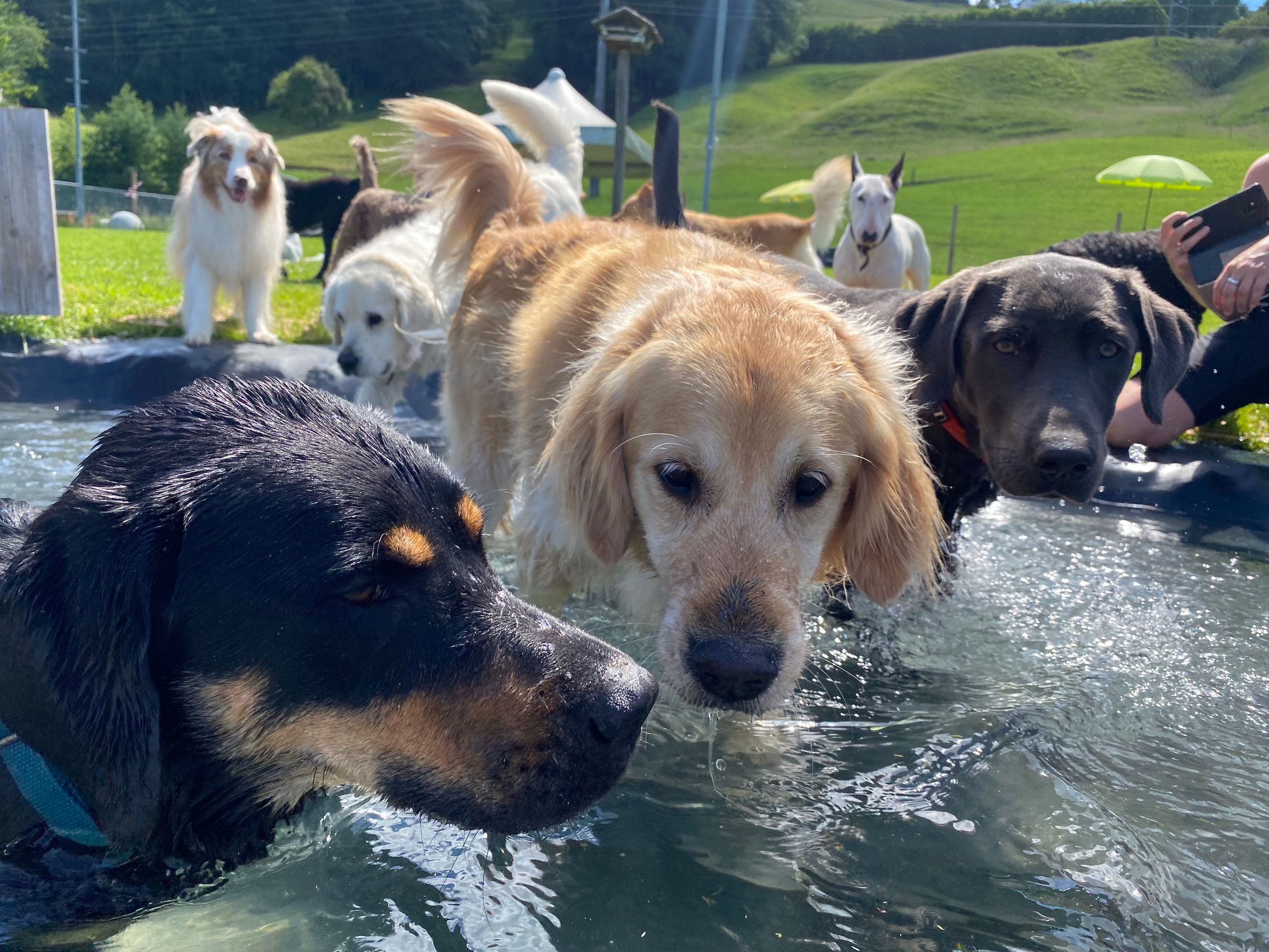 Bilder Alpepfötli GmbH