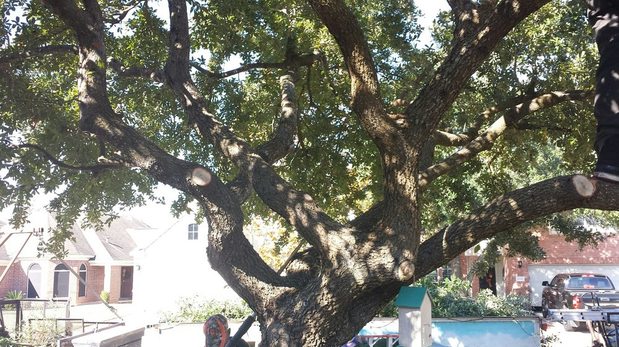 Images TNT Tree Service