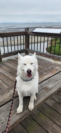 Images VCA Morris Plains Animal Hospital