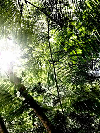 Images CW Willis Landscaping & Garden Center