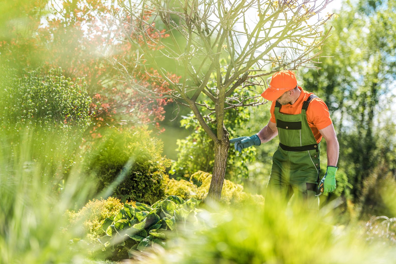 A landscaper wearing green overalls and an orange cap inspects and trims a small tree in a lush garden, surrounded by shrubs and plants during routine outdoor maintenance work.