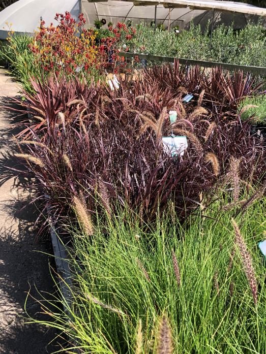 Images Glenvue Nursery