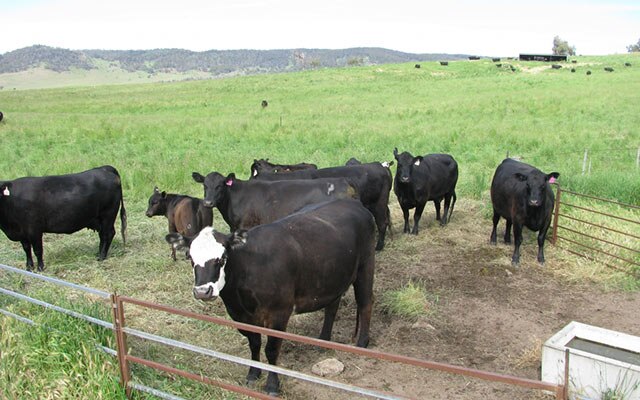 Images Monaro Livestock & Property Pty Ltd