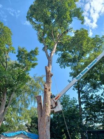 Images Perez Tree Service & Hardscaping