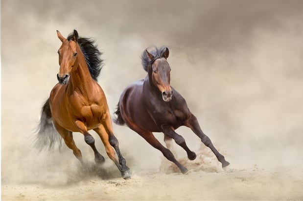 Images C.A.R.E. Animal Afterlife Hauling