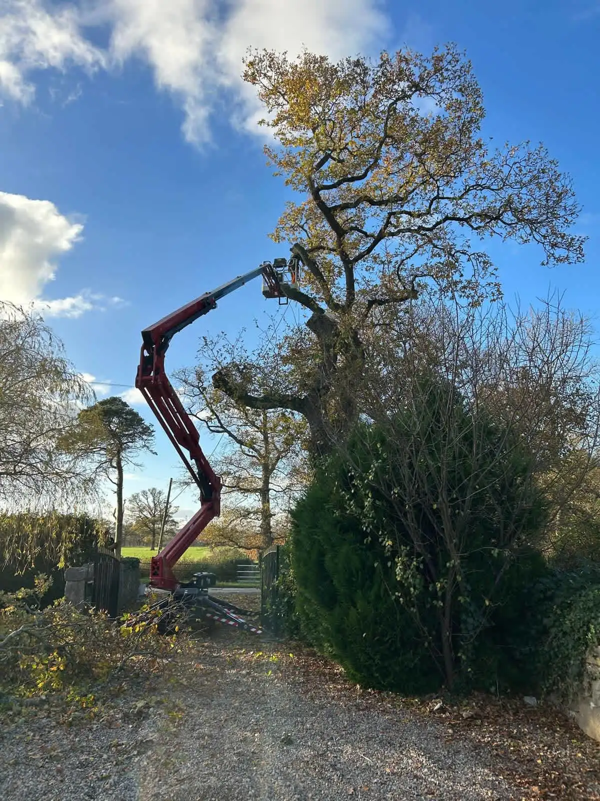 Images Impact Tree Services