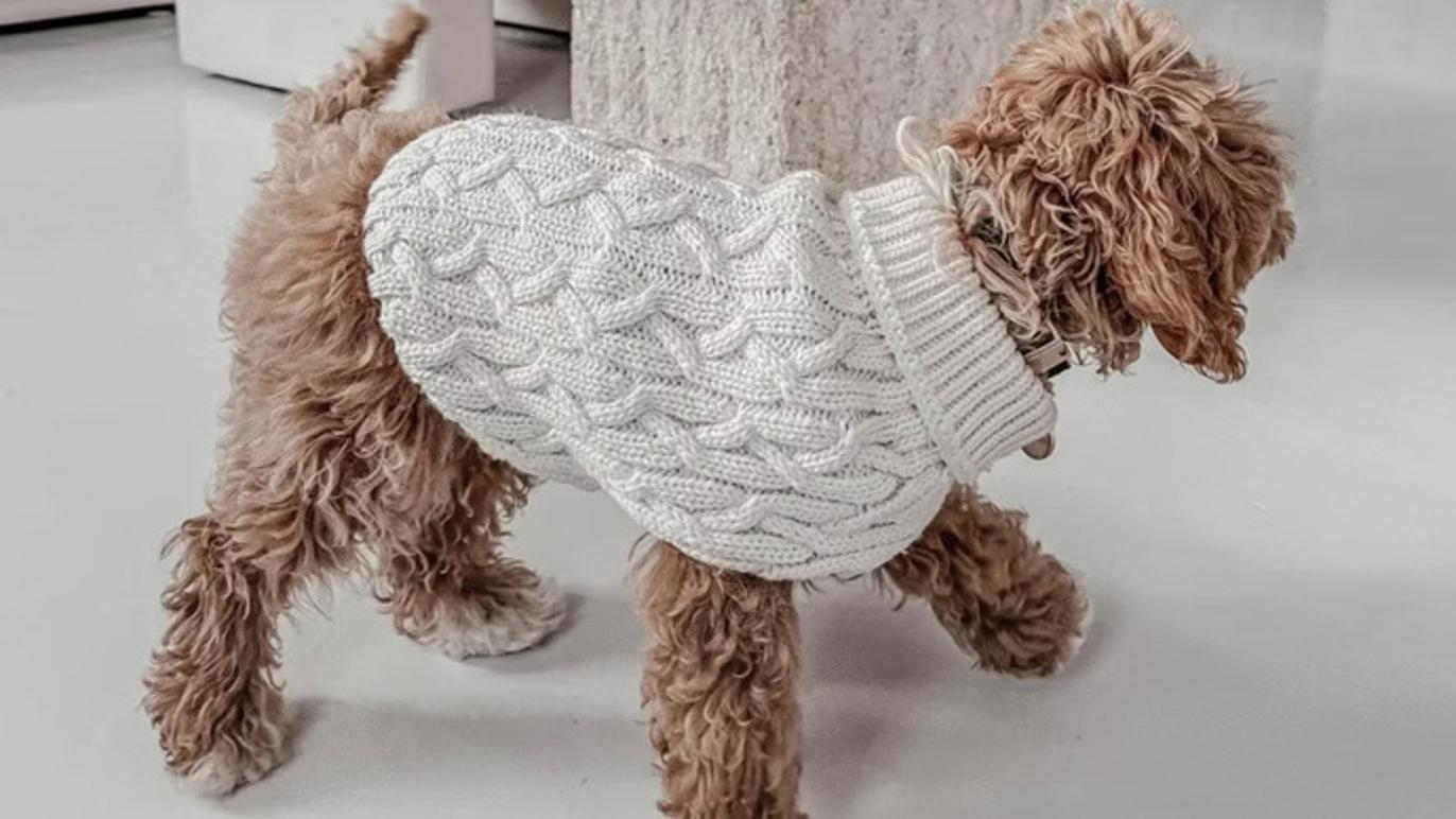 Images Del Mar Dogs - Hundbutik Göteborg