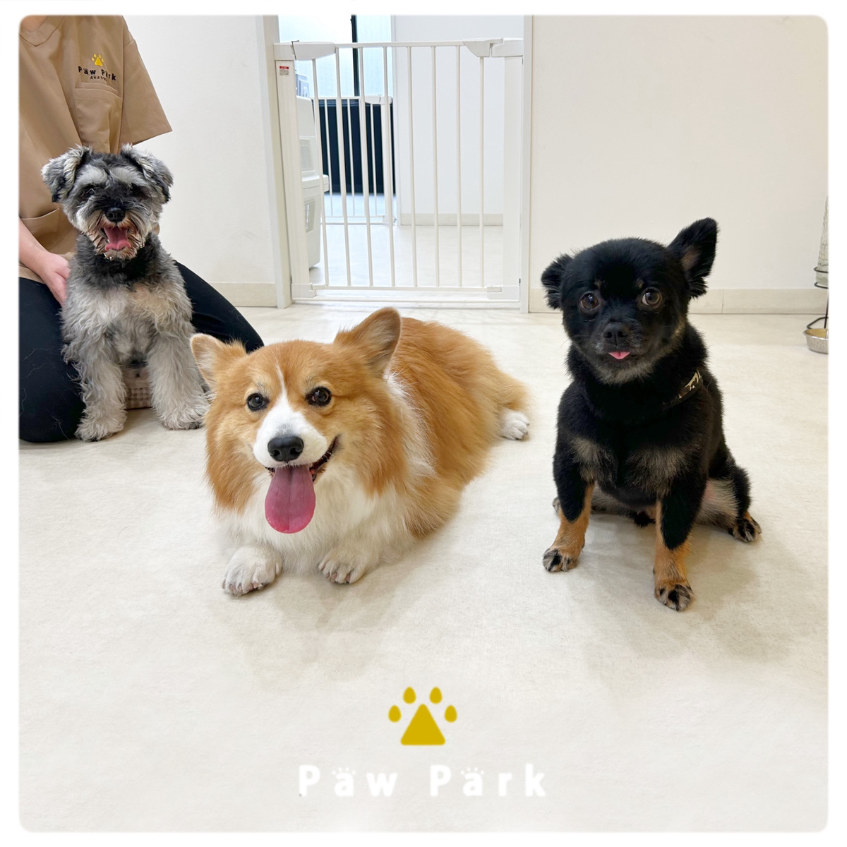 Images PawPark 犬のようちえん 高槻店