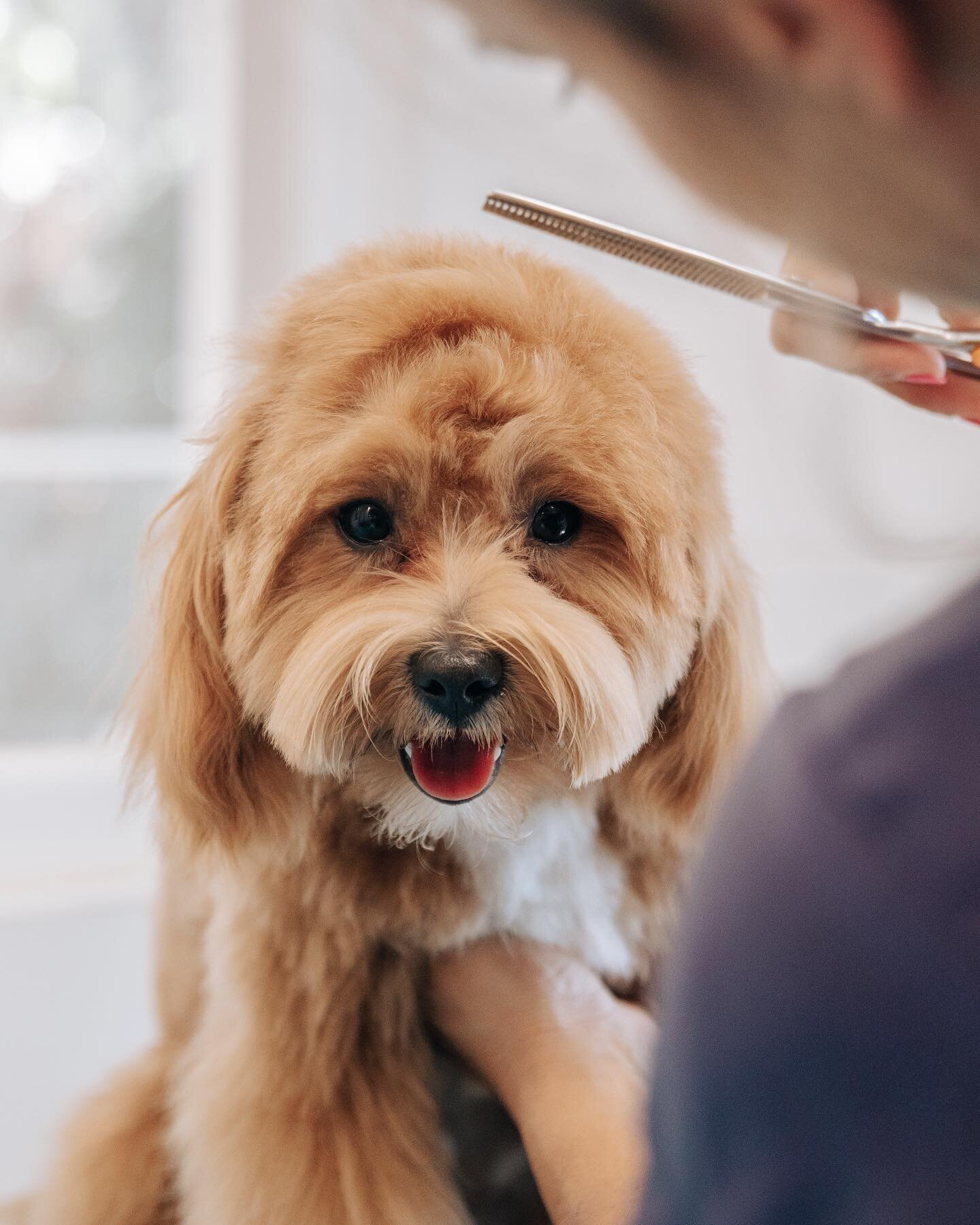 Images The Black Poodle Groom & Care S.L.