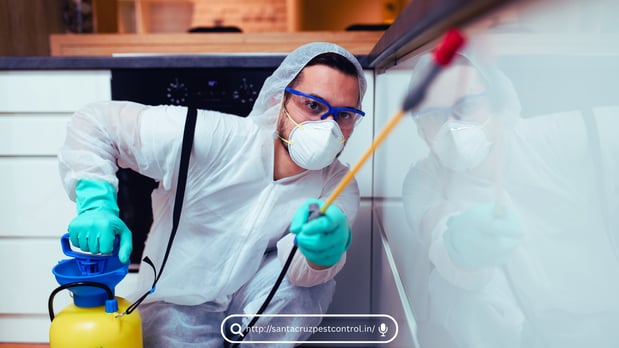 Images Pest Control Orlando