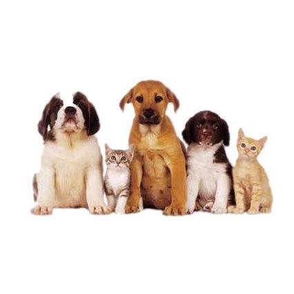 Holistic Veterinarian