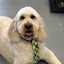 Lux Fur Pet Salon Image