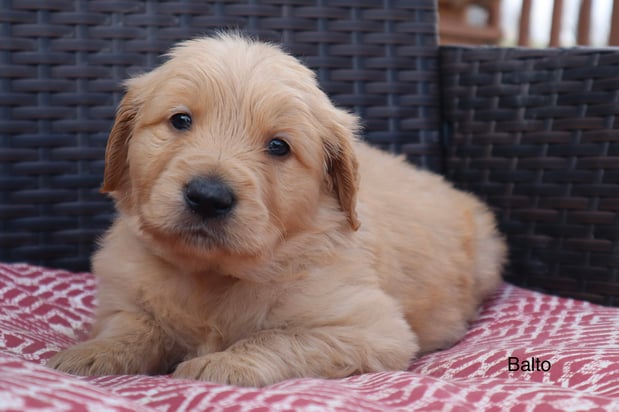 Images Nail 32 Puppies