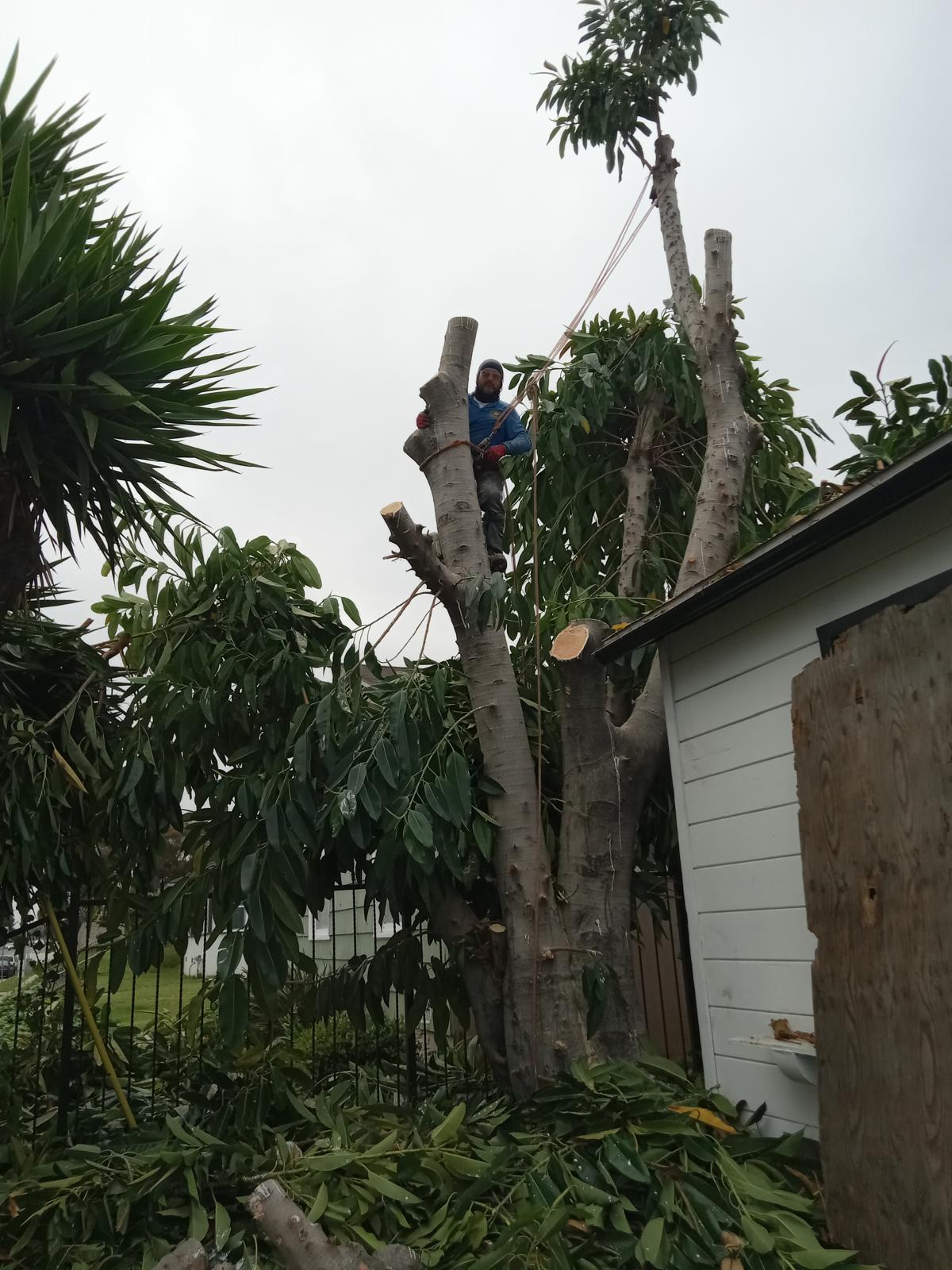Daniel’s Tree Service Image
