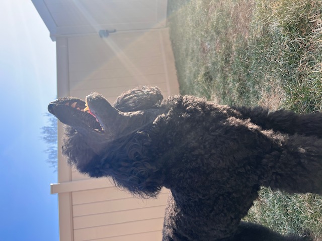 Images VCA Green Animal Hospital