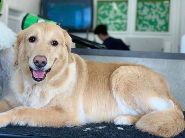 Images Pamper Your Pet II
