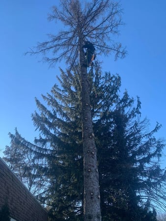 Images Green Holly Arborists