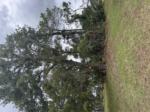 Images Trent's Tree Service The Neighborhood Arborist LLC