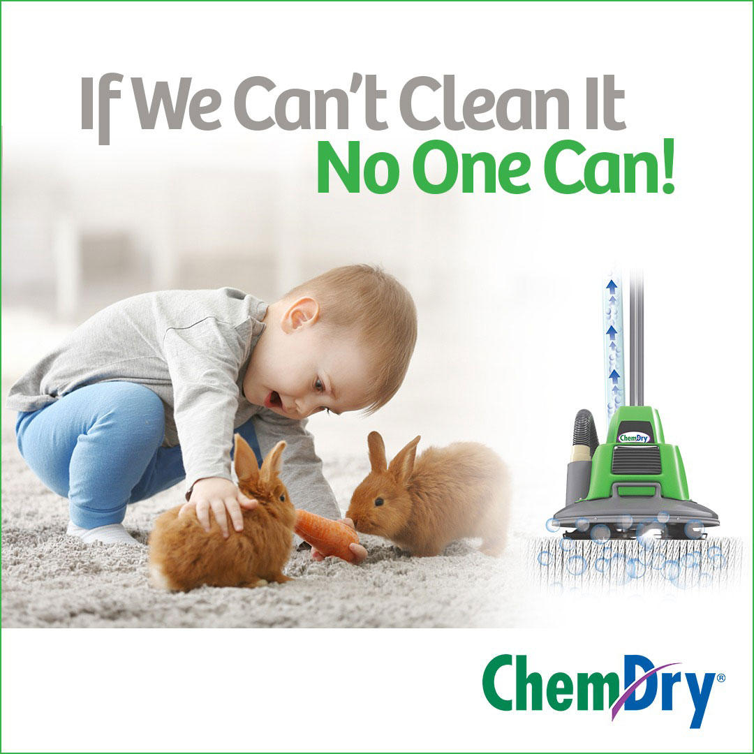chem-dry of seattle carpet cleaning Chem-Dry of Seattle Seattle (206)783-1003