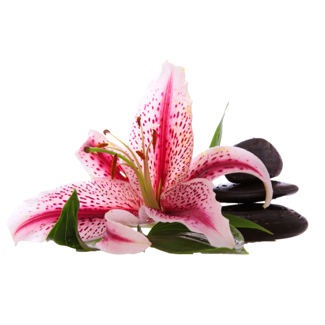 Bestattungsinstitut Dierking - LOGO