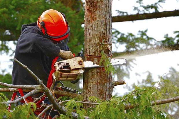 Images Tony J. Bricker Tree Service