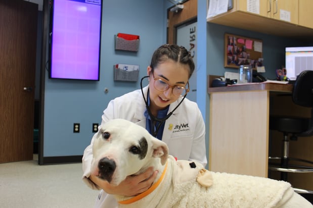 Images CityVet | Frisco