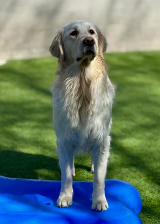 Images Playtime Pet Resort