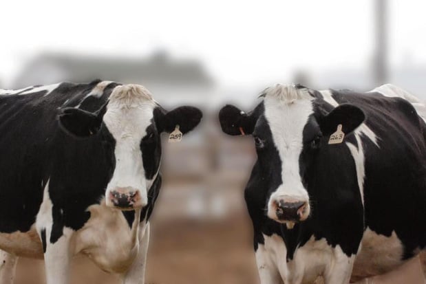 Images Reed's Dairy Ammon